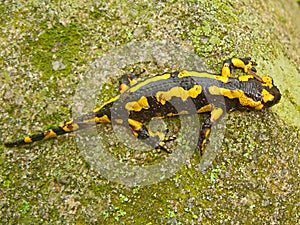 A yellow and black salamander