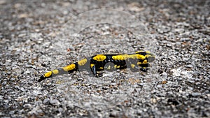 Yellow and black salamander on the rock