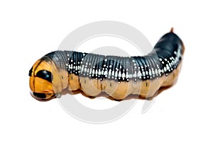 Yellow black and silver Caterpillar isolated on white background