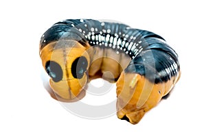 Yellow black and silver Caterpillar isolated on white background
