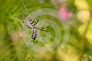 Yellow-black spider
