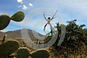 Yellow black spider on cactus