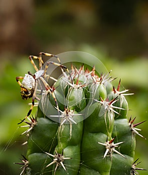a yellow and black spider on a green cactus