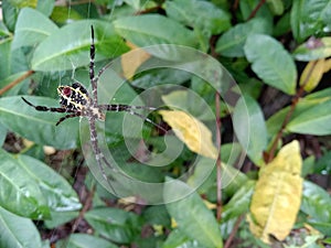 Yellow and black spider with its home among dense green leaves
