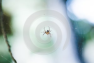 Yellow and black spider in its web