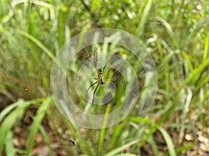 Yellow-black spider in its web in Swaziland