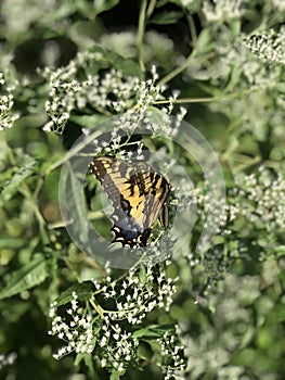 Yellow and Black Butterfly - Eastern Tiger Swallowtail Papilio