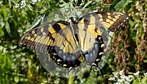 Yellow and Black Butterfly - Eastern Tiger Swallowtail Papilio