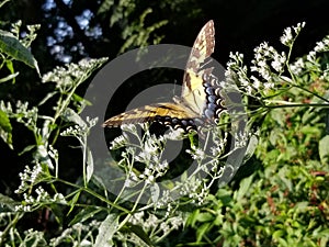 Yellow and Black Butterfly - Eastern Tiger Swallowtail Papilio