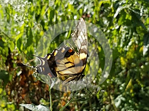 Yellow and Black Butterfly - Eastern Tiger Swallowtail Papilio