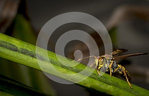 Yellow and black striped wasp resting on a leaf