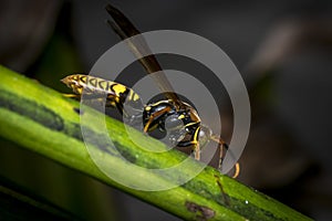 Yellow and black striped wasp resting on a leaf