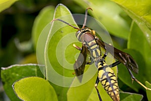 Yellow and black striped wasp resting on a leaf