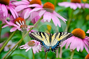 Yellow and black swallowtail butterfly and coneflowers