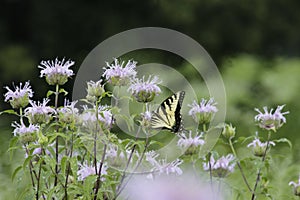 Yellow & black tiger swallowtail butterfly pollinating purple flower weeds