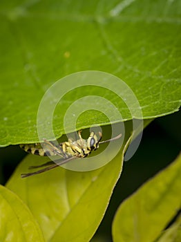 Yellow and black wasp wandering on a leaf