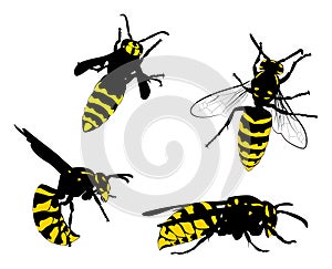 Yellow and black wasps collection