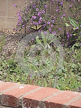 Yellow and black western tiger swallowtail butterfly