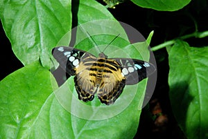 A yellow, black and white butterfly on a green leaf