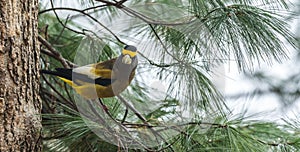 Yellow, black & white colored Evening Grosbeak Coccothraustes vespertinus on a tree branch.