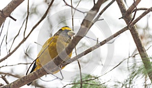 Yellow, black & white colored Evening Grosbeak Coccothraustes vespertinus on a tree branch.