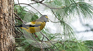 Yellow, black & white colored Evening Grosbeak Coccothraustes vespertinus on a tree branch.