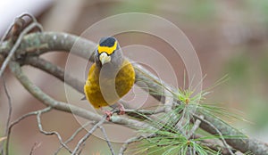 Yellow, black & white colored Evening Grosbeak Coccothraustes vespertinus on a tree branch.