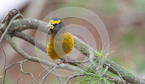 Yellow, black & white colored Evening Grosbeak Coccothraustes vespertinus on a tree branch.