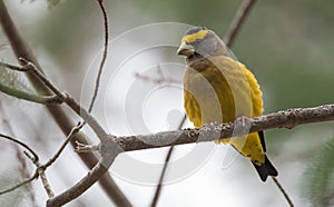 Yellow, black & white colored Evening Grosbeak Coccothraustes vespertinus on a tree branch.