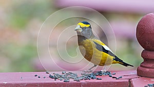 Yellow, black & white colored Evening GrosbeaksCoccothraustes vespertinus stop to eat where there is bird seed aplenty.