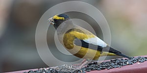 Yellow, black & white colored Evening GrosbeaksCoccothraustes vespertinus stop to eat where there is bird seed aplenty.