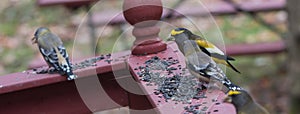 Yellow, black & white colored Evening GrosbeaksCoccothraustes vespertinus stop to eat where there is bird seed aplenty.