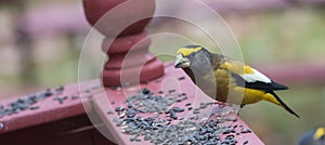 Yellow, black & white colored Evening GrosbeaksCoccothraustes vespertinus stop to eat where there is bird seed aplenty.