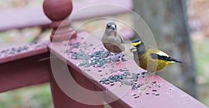 Yellow, black & white colored Evening GrosbeaksCoccothraustes vespertinus stop to eat where there is bird seed aplenty.