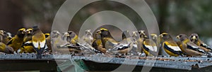 Yellow, black & white colored Evening GrosbeaksCoccothraustes vespertinus stop to eat where there is bird seed aplenty.