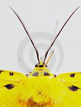 Yellow, black, and white moth in close up of head, antennae, and thorax isolated on white background