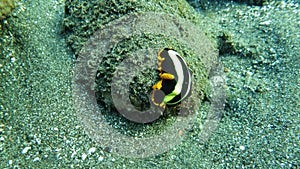 Yellow, black and white sea slug