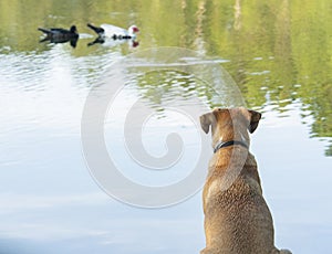 A Blackmouth Cur dog sitting patiently watching a pair of ducks swimming by photo