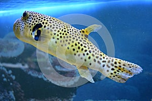 Yellow Blackspotted Puffer Or Dog-faced Puffer Fish