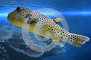 Yellow Blackspotted Puffer Or Dog-faced Puffer Fish