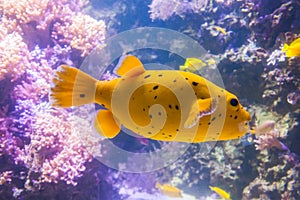 Yellow Blackspotted Puffer Or Dog-faced Puffer Fish - Arothron Nigropunctatus. Wonderful and beautiful underwater world with