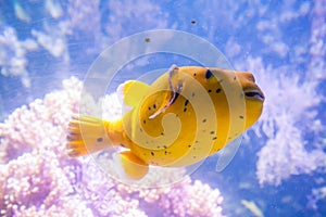 Yellow Blackspotted Puffer Or Dog-faced Puffer Fish - Arothron Nigropunctatus. Wonderful and beautiful underwater world with