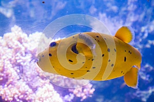 Yellow Blackspotted Puffer Or Dog-faced Puffer Fish - Arothron Nigropunctatus. Wonderful and beautiful underwater world with