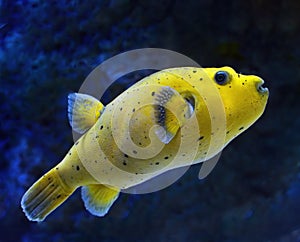 Yellow blackspotted Puffer fish against blue background side profile showing black spots and fins