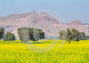 A yellow blanket Field of mustard