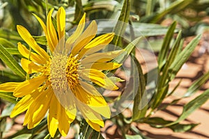 Yellow Blanket Flower in Utah USA