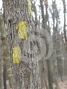 Yellow Blaze or Trail Markers on the Trunk of a Tree in the Forest