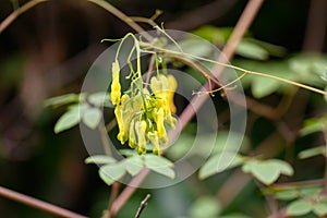 Yellow bleeding heart vine Dactylicapnos scandens with pending yellow flowers photo