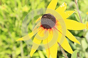Narrowleaf Sunflower photo