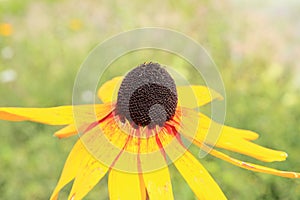 Narrowleaf Sunflower photo